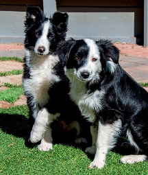 tank and tally 2